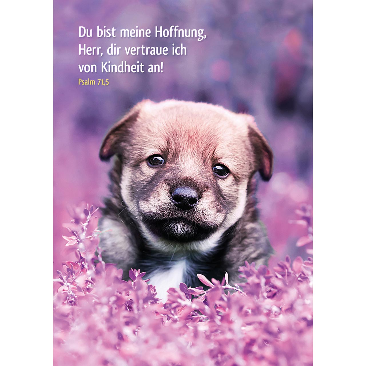 Postkarten-Buch - Tierisch schön ist Gottes Schöpfung - Tiere
