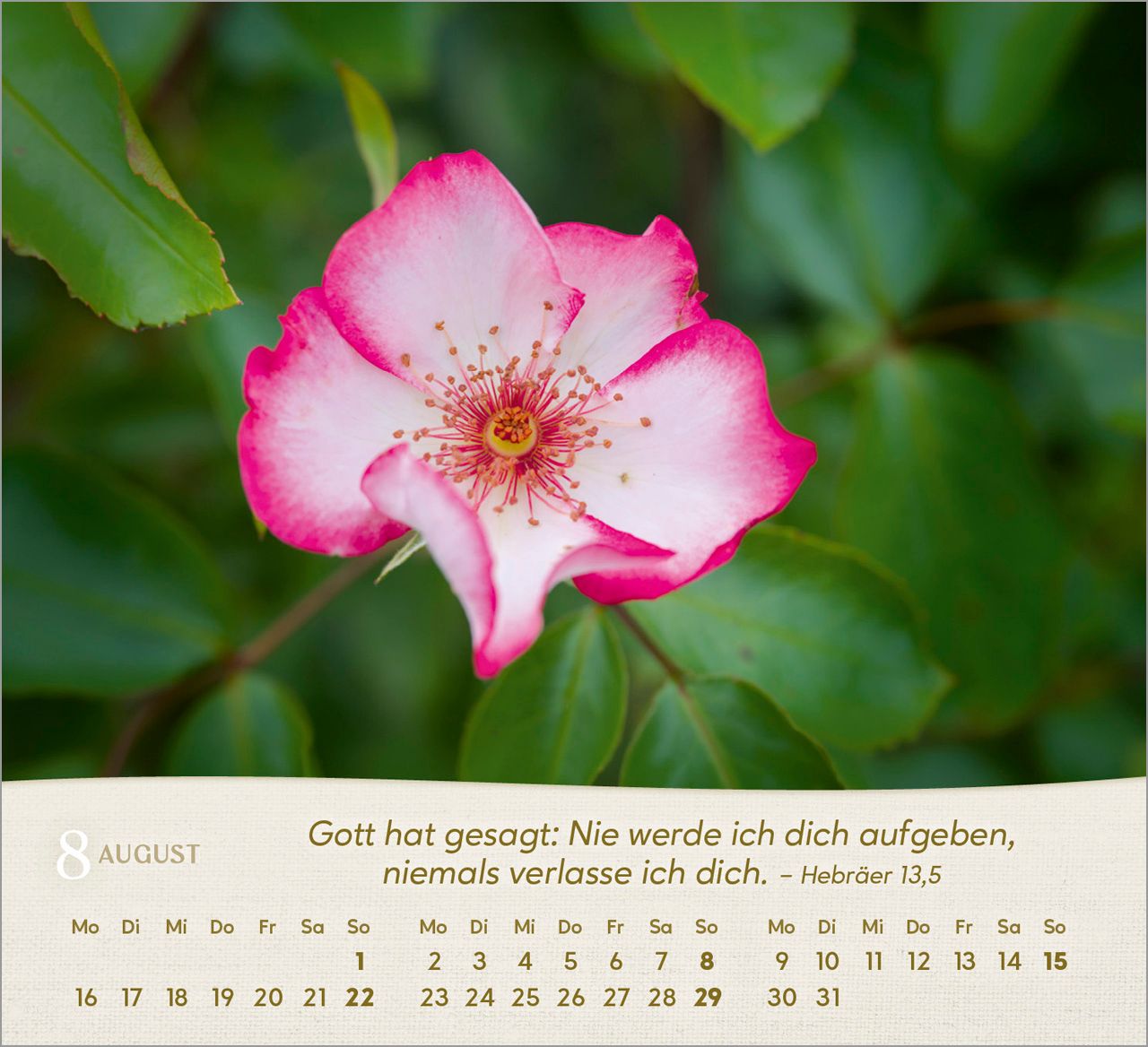 Tischkalender - Rosen 2027