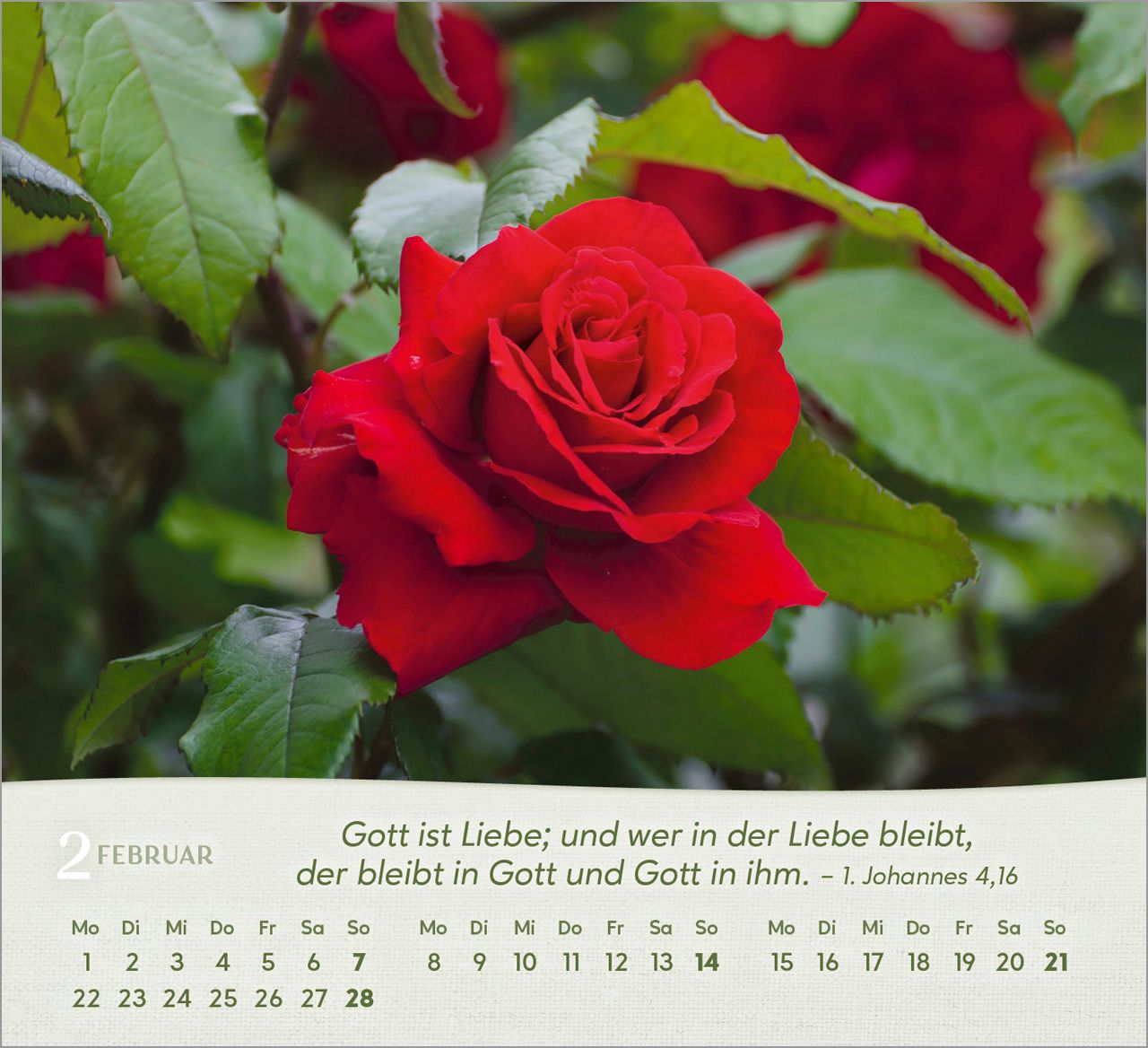 Tischkalender - Rosen 2027
