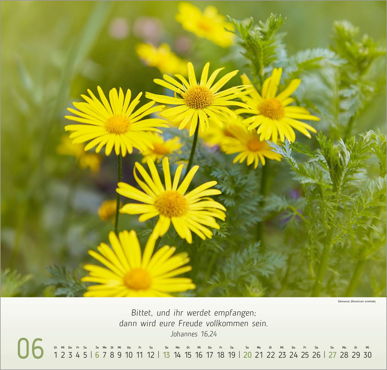 Wandkalender - Blumen-Impressionen 2027 Wandkalender