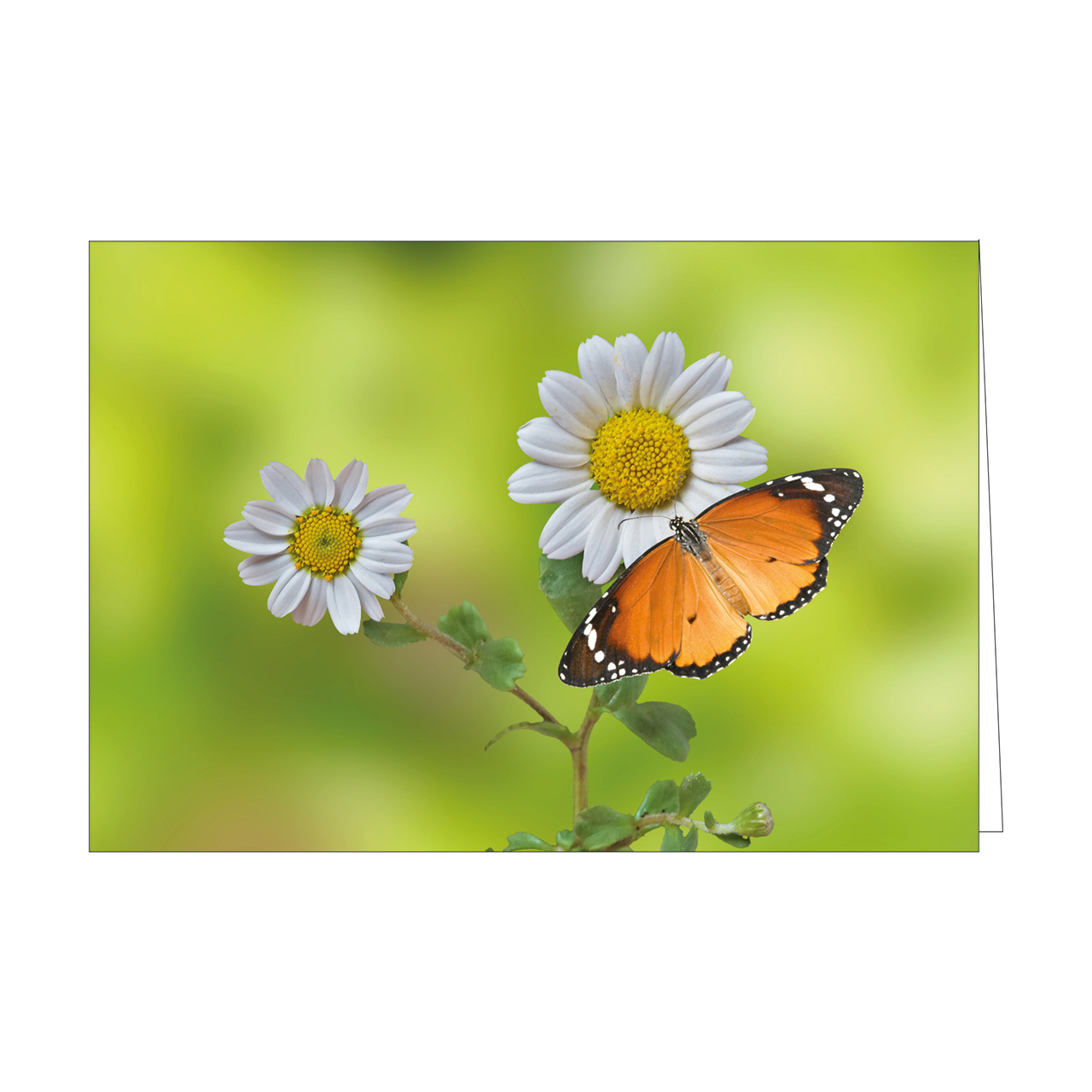 Faltkarten-Serie - Faltkartenserie Israel