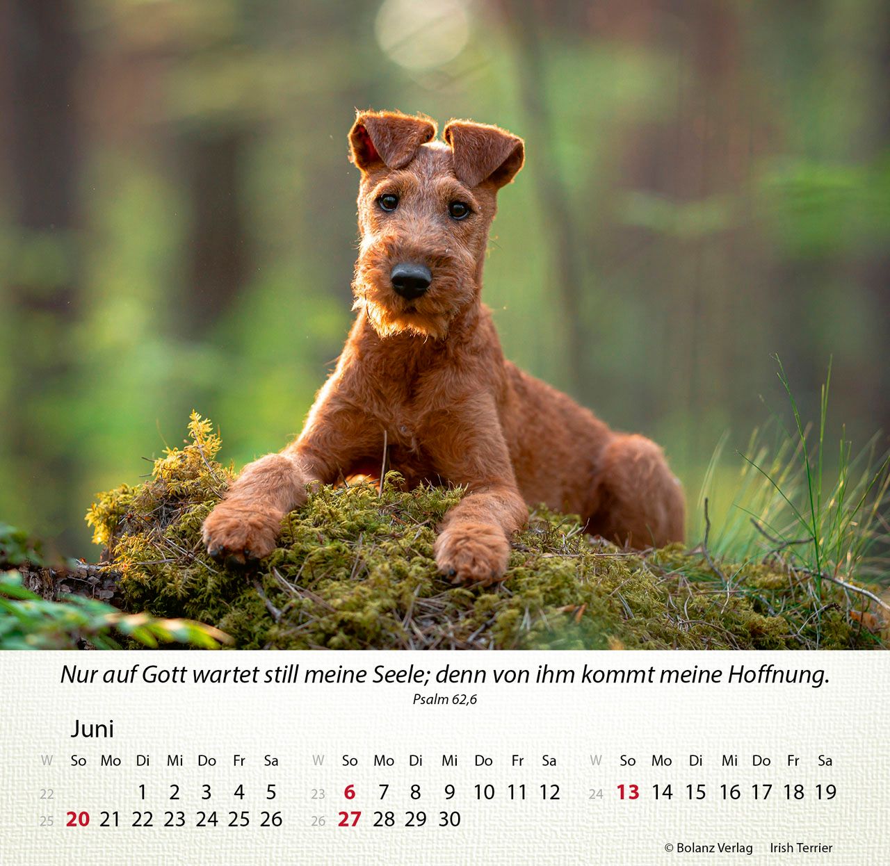 Tischkalender - Hunde 2027 Tischkalender