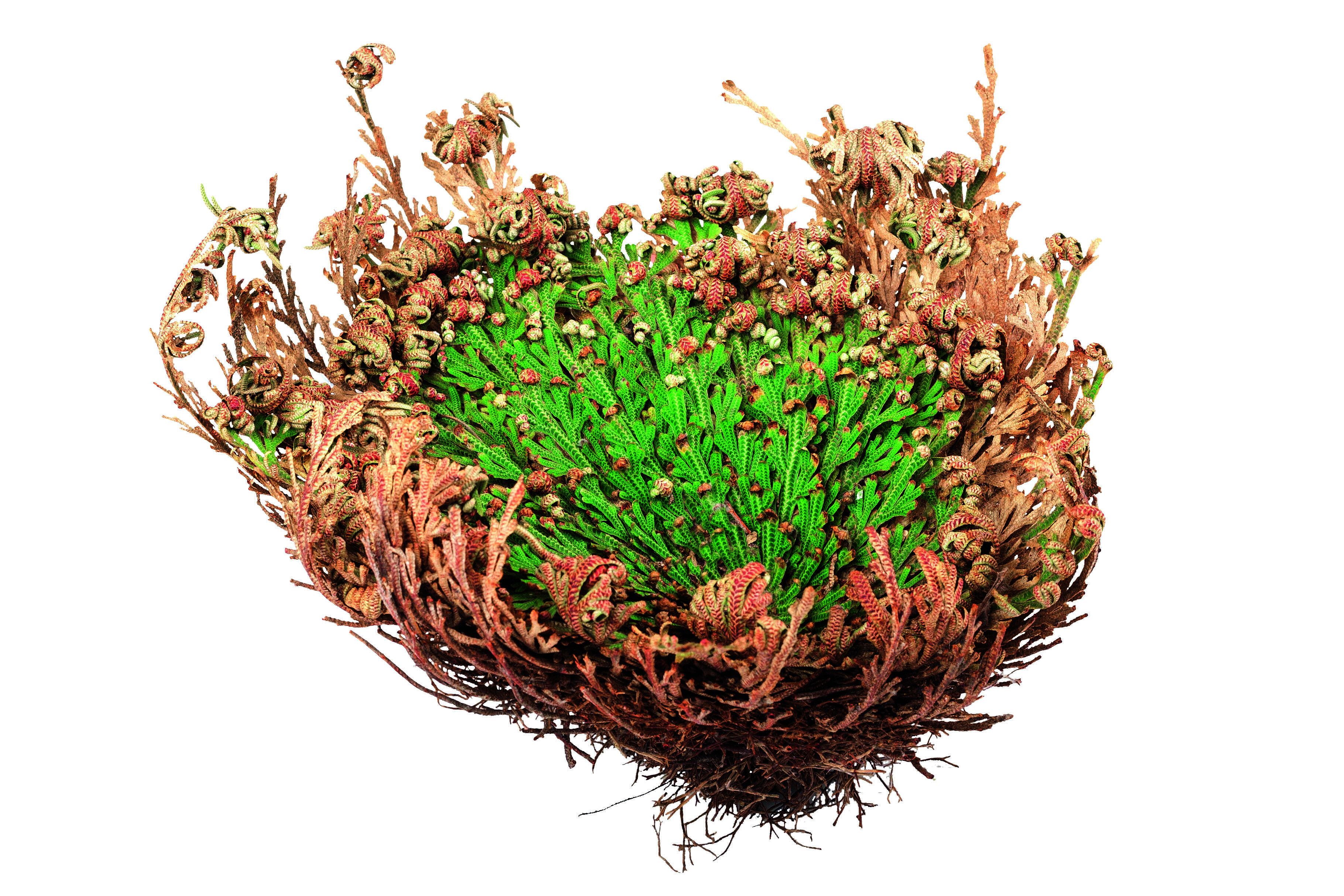 Blumen & Garten - Rose von Jericho