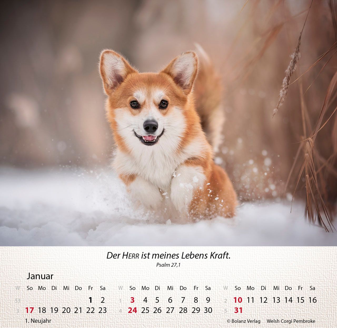 Tischkalender - Hunde 2027 Tischkalender
