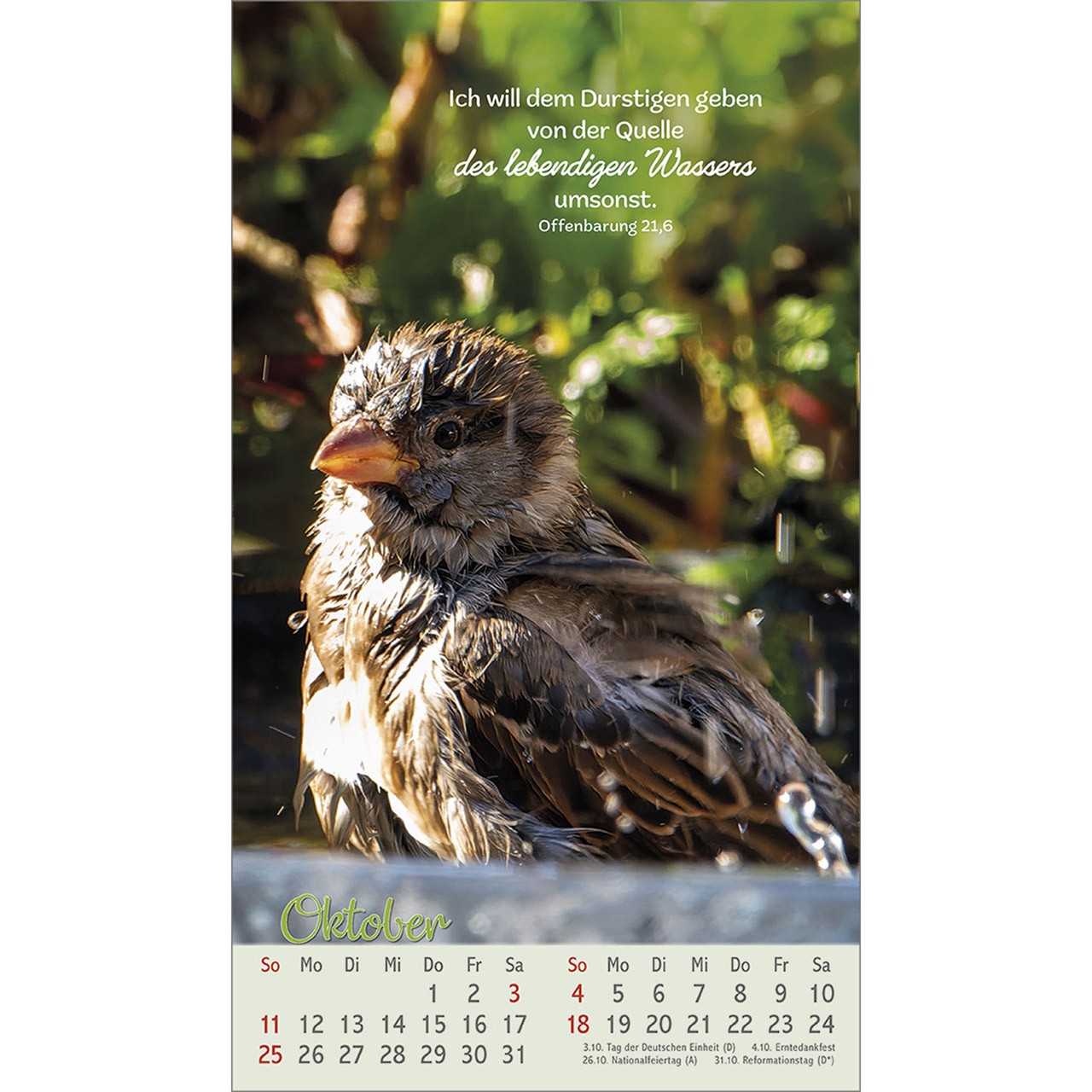 Postkartenkalender - Beflügelt und geborgen 2026