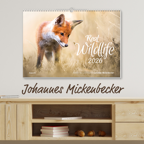 Wandkalender 2026 mit einem Fuchs in der Natur und dem Titel Real Wildlife. Gestaltet von Johannes Mickeubecker.