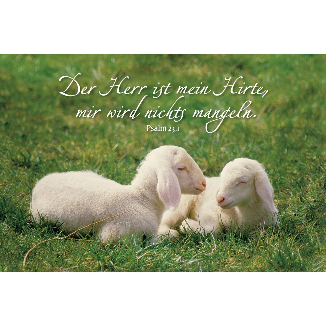 Mini-Karten-Buch - Geborgen in Gott - Schaf-Motive