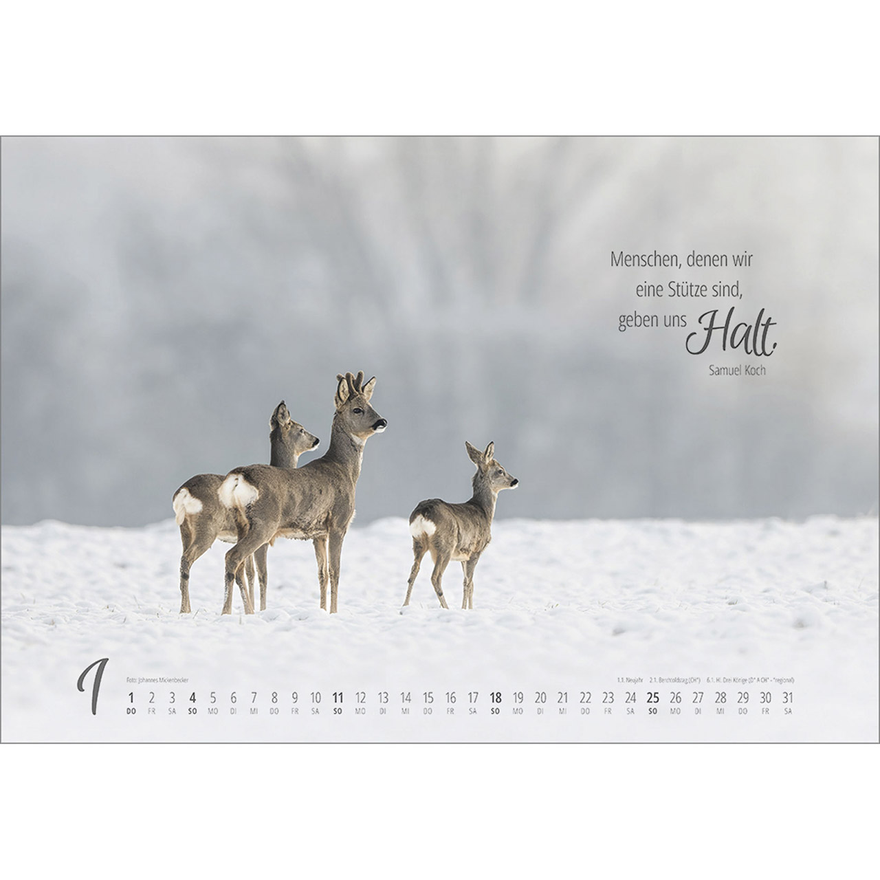 Wandkalender - Real Wildlife 2026