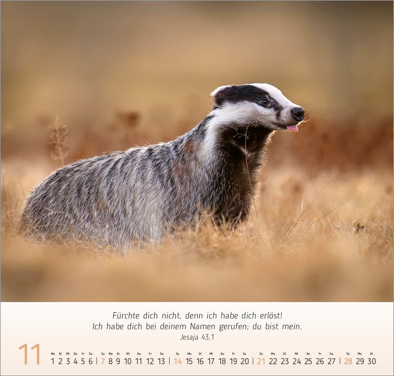 Wandkalender - Gesichter der Natur 2027
