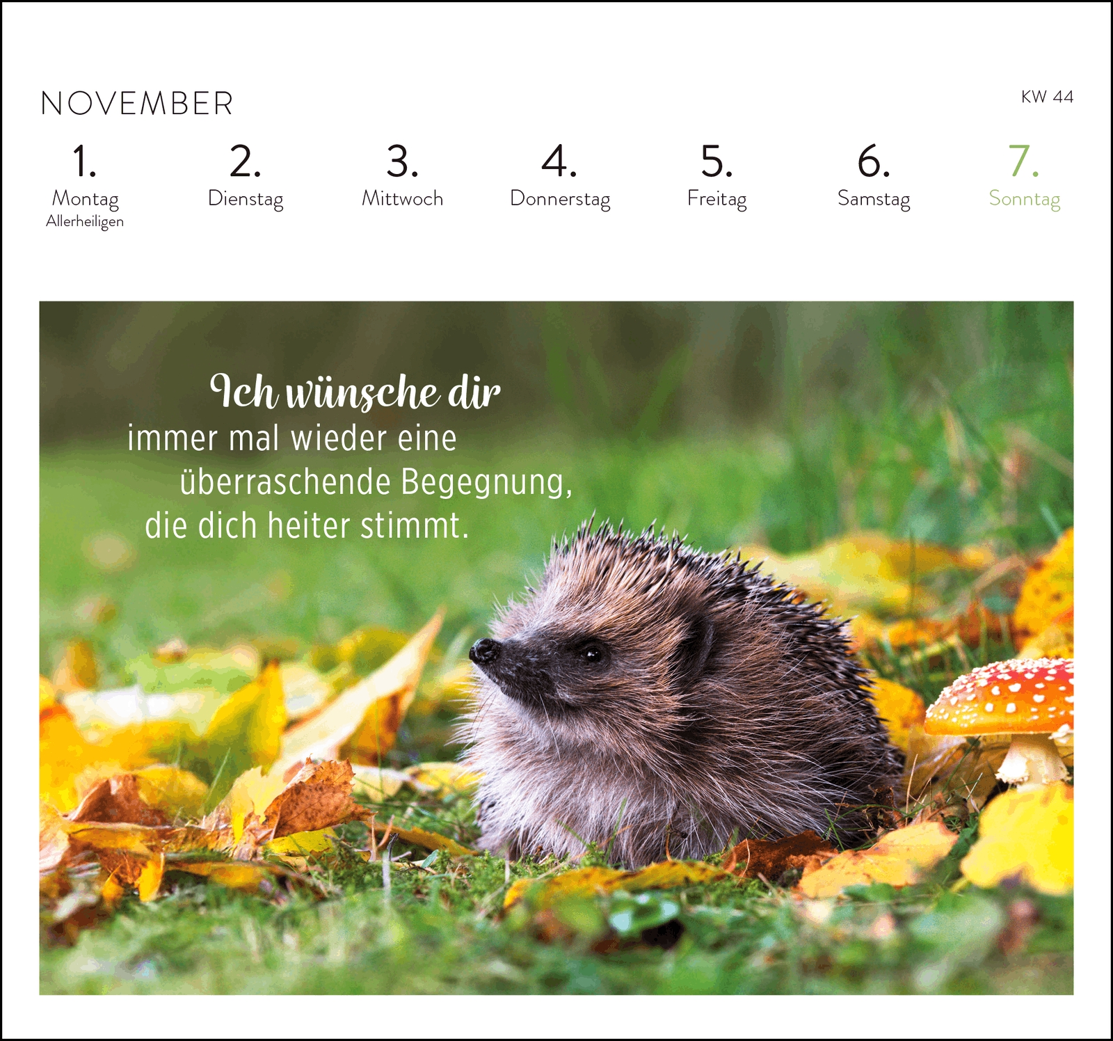 Postkartenkalender - Was ich dir wünsche für jeden Tag 2027