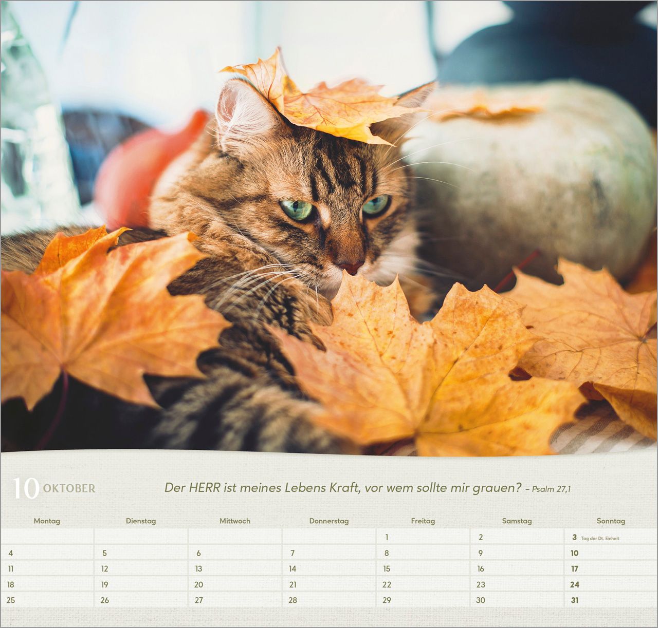 Wandkalender - Katzen 2027 Wandkalender