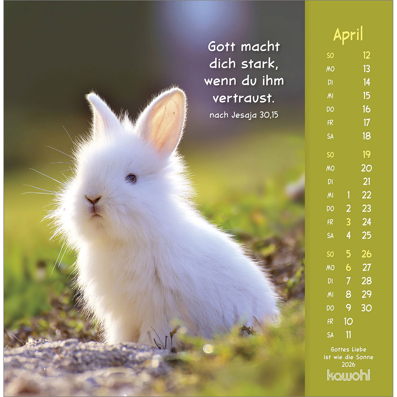 Postkartenkalender - Gottes Liebe ist wie die Sonne 2026 - Hase Kaninchen weiß