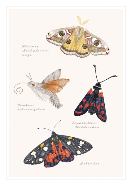 Postkartenbox 'natur-verliebt - Biene'