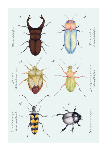 Postkarte 'Käfer'